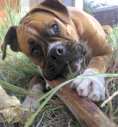 fudge_finds_firewood