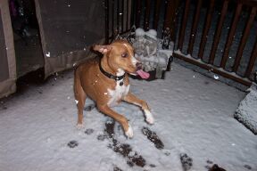 Fun In The Snow