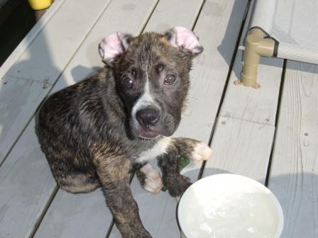 Funny ears