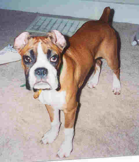 Funny ears
