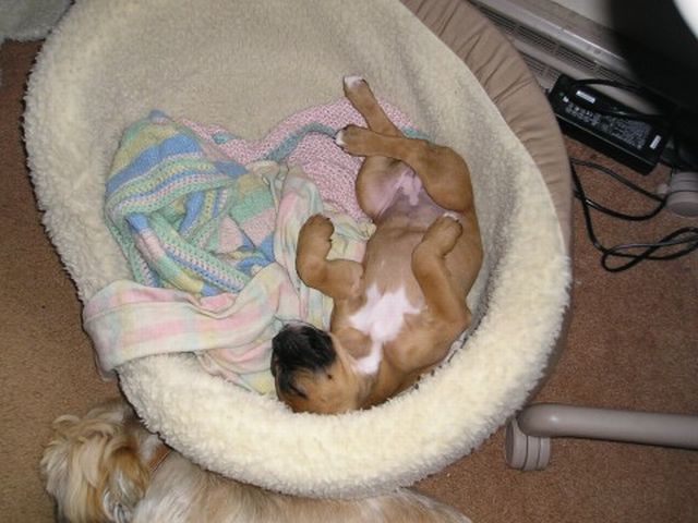 Funny Luna sleeper