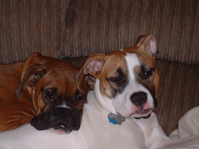 Fur Pillow