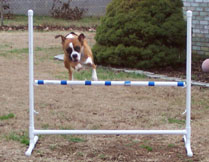 Future Agility Boxer???