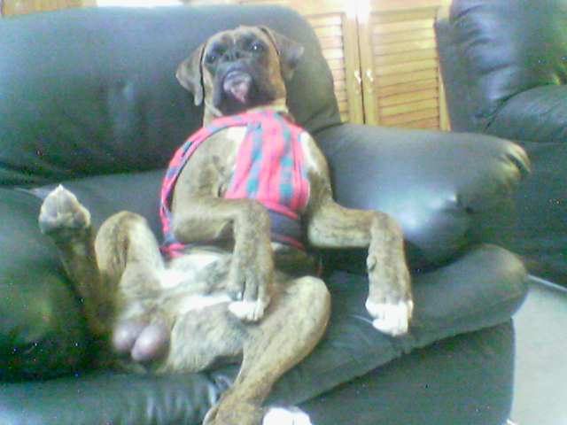 Gabbar the Horrible