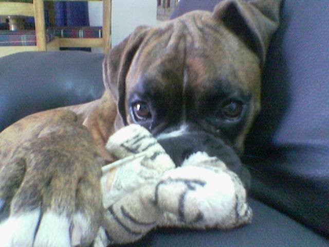 Gabbar's brindle baby