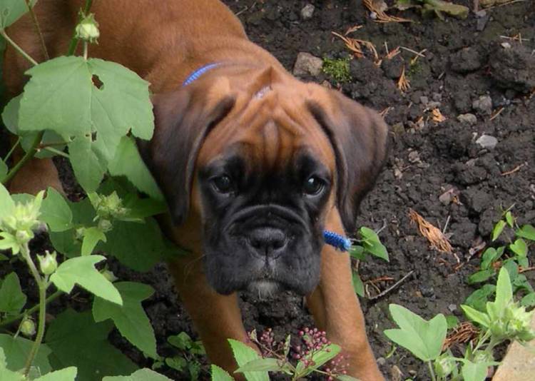 garden_lola