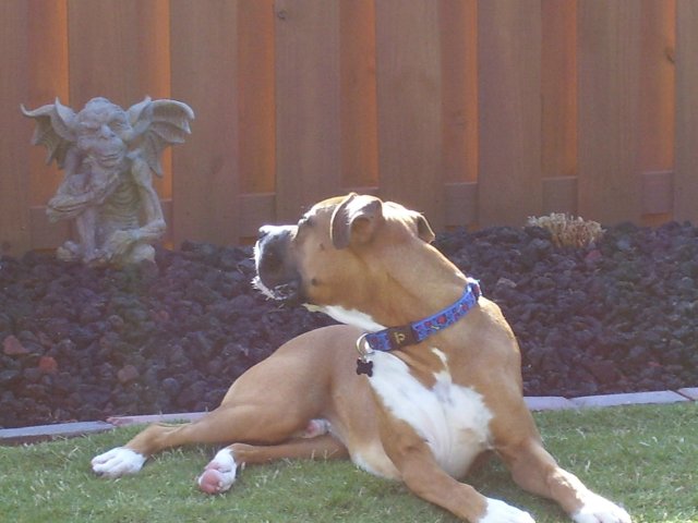 Gargoyle
