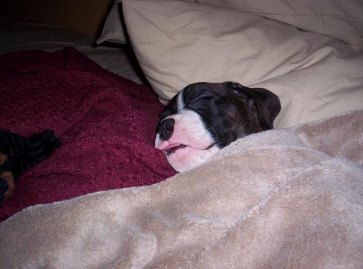 Gatti sleeping