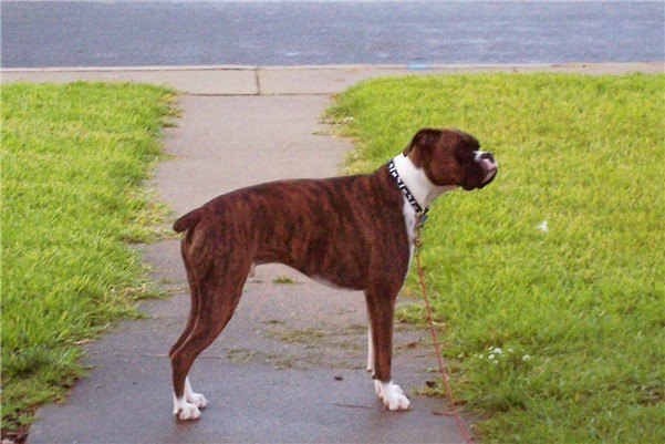 gaurd of the sidewalk