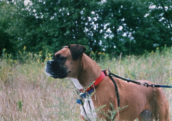Gazing in the field