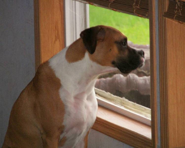 Gazing