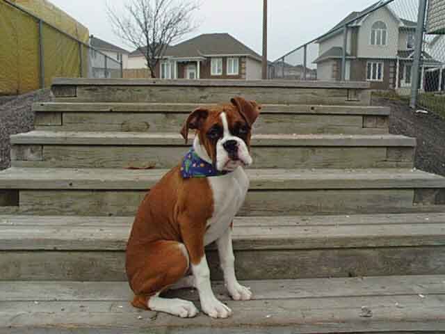Gazou at 4 1/2 months