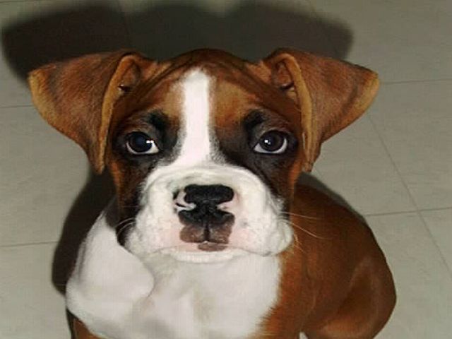 Gazou head shot