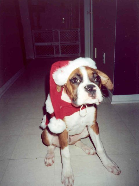 Gazou is Santa Clause
