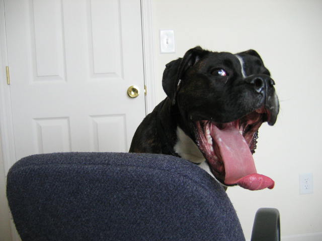 Gene Simmons....eat your heart out!