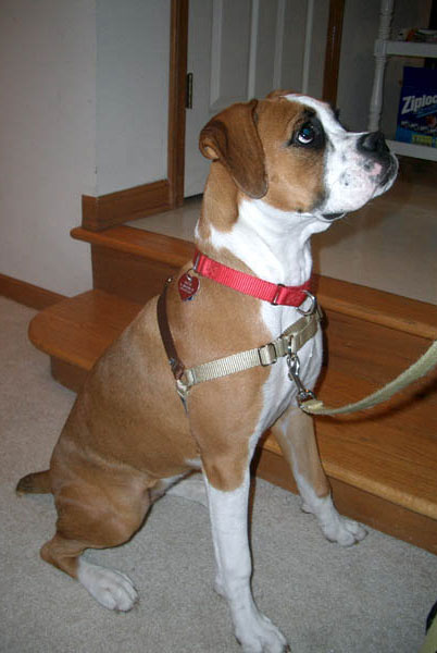 Gentle Leader Harness