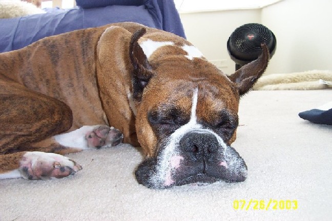 Geoffrey is tired