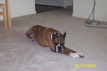 Geoffrey tasting a bully-stick