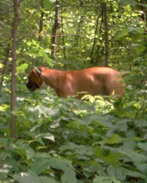 George exploring the back yard