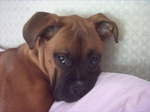 george