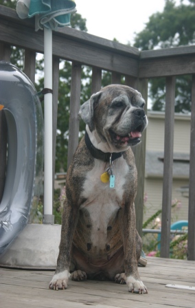 Gertie