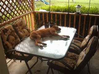 Get off the table!!!!!