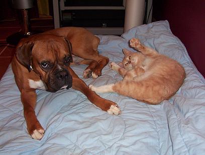 Get real cat! Come on Ben I will fight you on my Back!!!