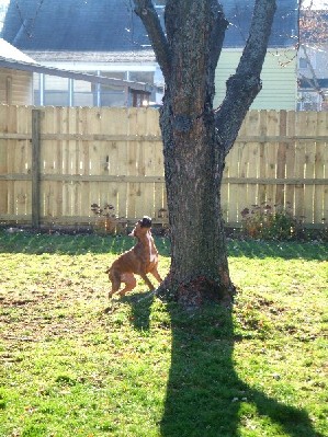 Get that Squirrel!!!!