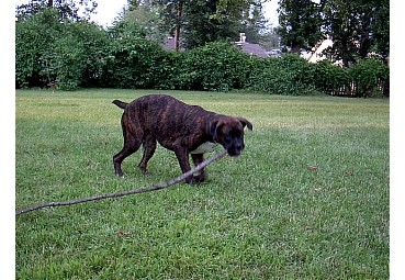 Get the Stick!