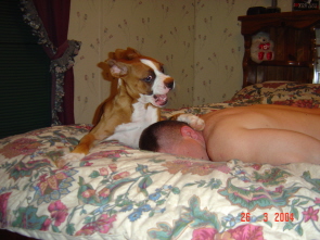 get up or i'l bite your ear off