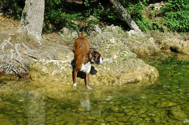 Getting his toes wet