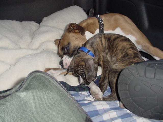 Gettting big brother to play