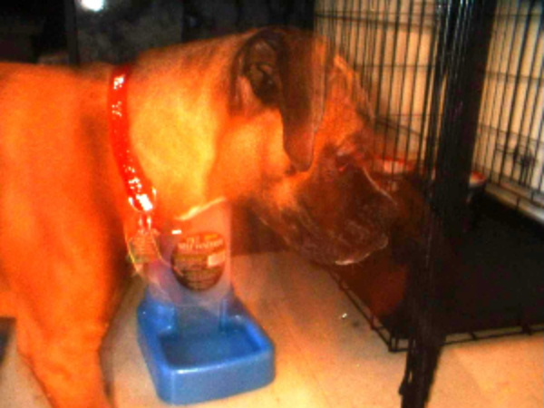 Ghost dog