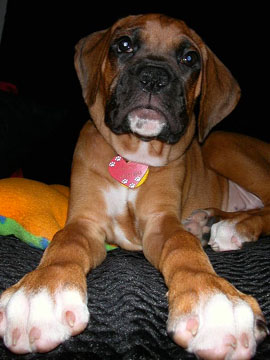 Giant paws!