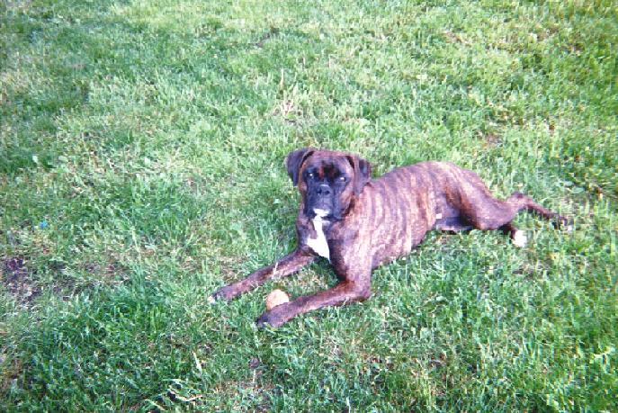 Gidget 15 months