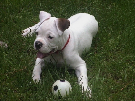 Gidget at 12 weeks