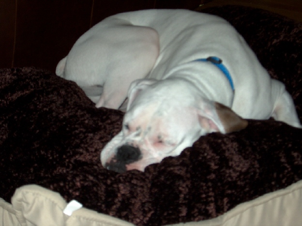 Gidget's new bed