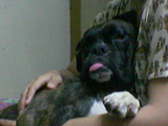 Gigi_on_my_lap