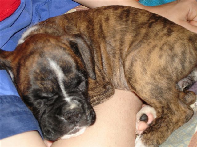 Gimli
