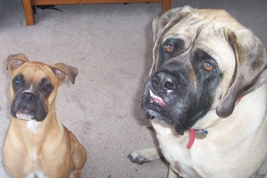 Gimme A Cookie!