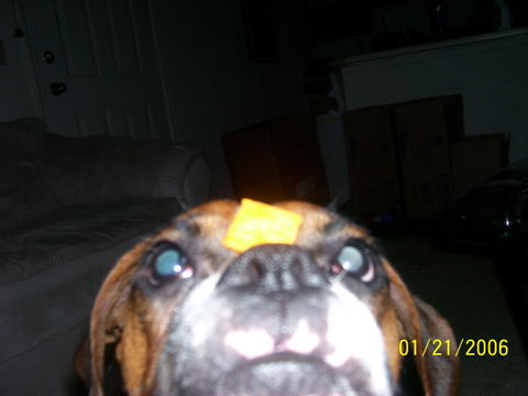 Gimme dat cheez-it!