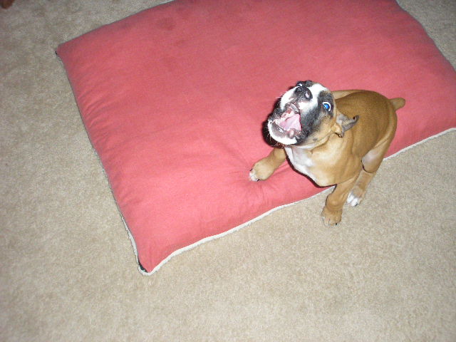 gimme my toy now!!!!!!!!!