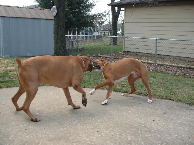 Gimme my toy ya big bully