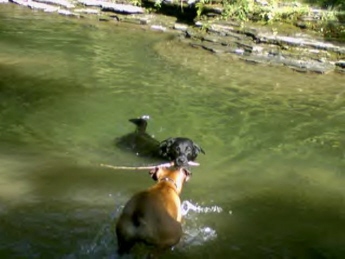 Gimme that Stick