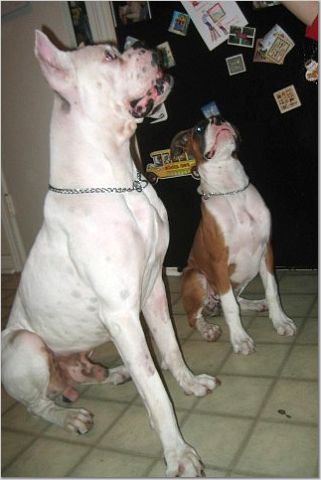 Gimme the treat