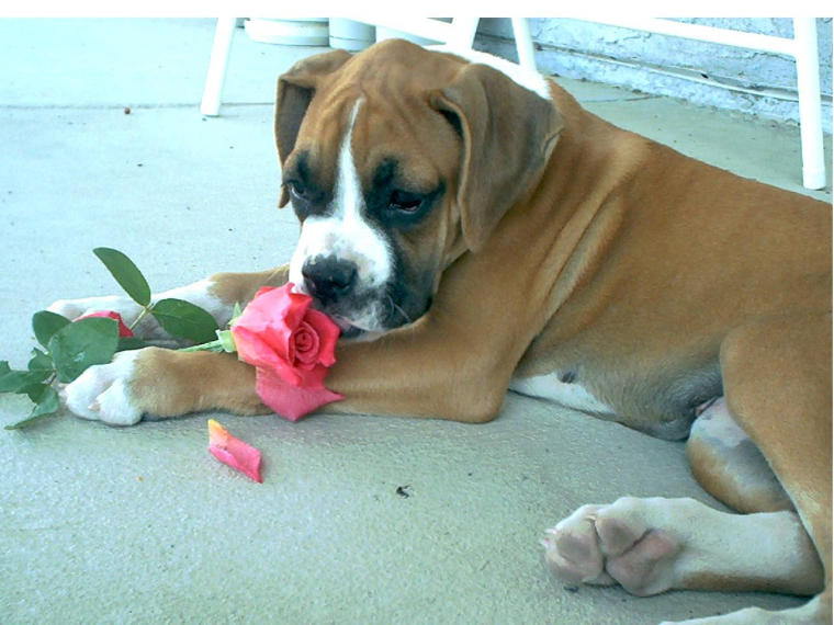 Ging N Roses