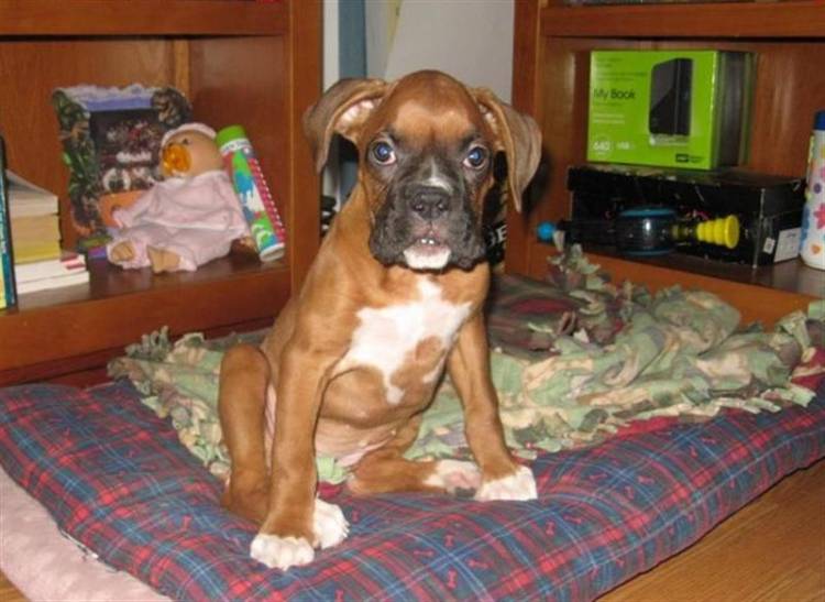 Ginger  at 10 weeks.