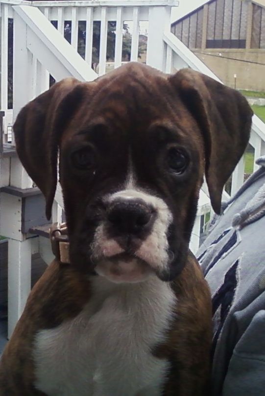 Ginger at 12 weeks