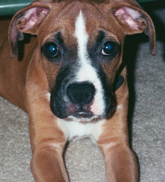 Ginger Baby
