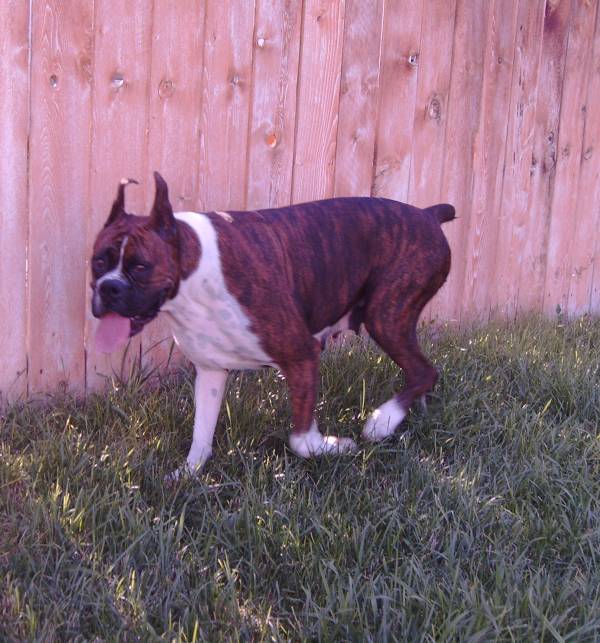 Ginger checking the fenceline